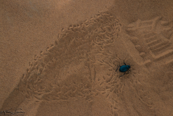 Morocco 9-15 to 17-2014, Morocco 9-15 to 9-17-2014, Sahara near Merzouga: Dung beetle makes a heart shape in the sand.  Professing love?