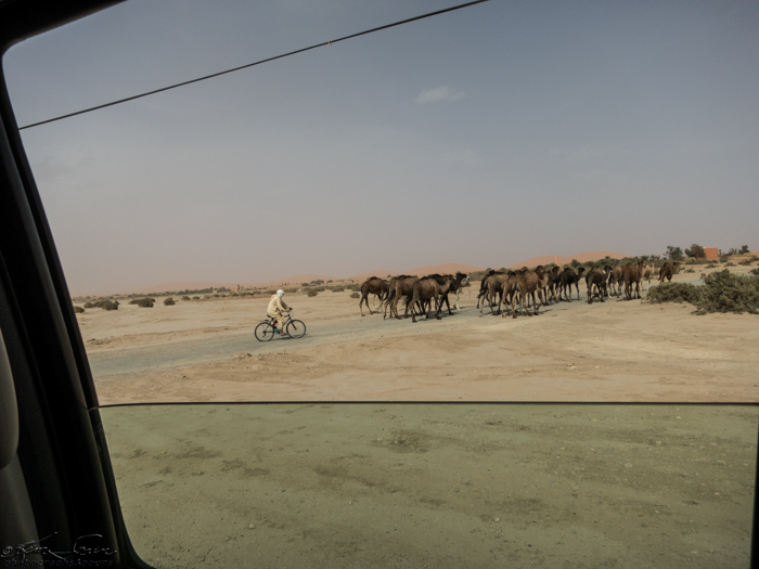 Morocco 9-15 to 17-2014, Morocco 9-15 to 9-17-2014, Sahara near Merzouga: Herding camels with a bicycle?