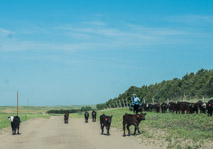 Paxton Santo Rd, moving cattle with 4-wheelers.