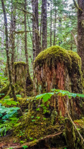 8/29/16, Ideal Cove: Hike in temperate rain forest, tree stumps slowly return to the forest.