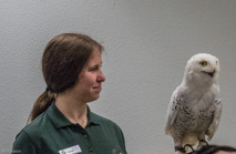 Snowy owl in a raptor recovery center supported by Walter and Suzanne Scott Foundation (Omaha).