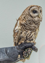 Owls being saved by the Raptor Recovery Center.