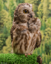 Owls being saved by the Raptor Recovery Center. This one is really tiny and so cute!