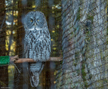 And a very handsome gray owl stares me down through the fence.