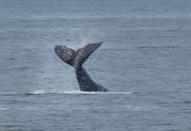 8/28/16, Stephen's Passage: Whale sightings along the way.