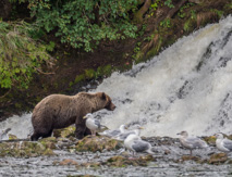 Bear fishing at a waterfall on river flowing into Pavlof Harbor.