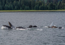 Aftermath of humpback whales bubble fishing.  A group of them create a circle of bubbles to trap herring and then they rise through the center of the bubbles with mouths wide open (like the one on the left).