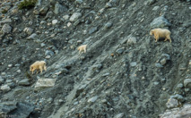 Tracy Arm,Mountain goats VERY high, visible as we left the area