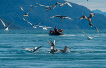 8/31/16, Cross Sound and Icy Strait: Sea gulls hover above the sea lions and grab any fish parts that they can.