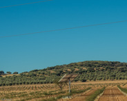 Madrid to Cordoba-Small solar panels apparently power irrigation.