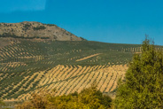 Seville to Granada-Olive trees.