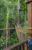 Rainforest:  Kim and Craig on the forest canopy walkway