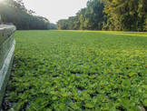 Peruvian Amazon Region, this tributary area is covered with water lettuce, eaten by Manatee and other animals.
