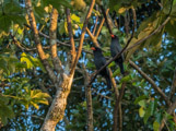 Peruvian Amazon Region, Black-fronted Nunbird