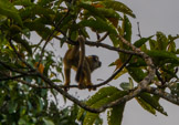Peruvian Amazon Region, squirrel monkey (I think)