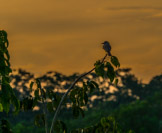 Peruvian Amazon Region, bird against pretty sky.