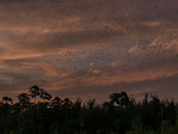 Peruvian Amazon Region, little later view of the parakeets