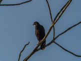 Peruvian Amazon Region, black hawk