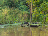Peruvian Amazon Region, returns to nature quickly.