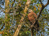 Peruvian Amazon Region, red-shouldered hawk, I think.
