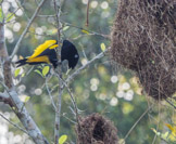 Peruvian Amazon Region, Yellow-Romped Cacique bird (I think)