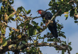 Peruvian Amazon Region, red-throated caracara (I think)