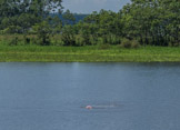 Peruvian Amazon Region, my most successful shot of the pink river dolphin :(