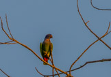 Peruvian Amazon Region, Parrot.
