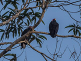 Peruvian Amazon Region, vultures