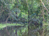 Peruvian Amazon Region, so much vegetation along the river edge.
