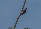 Peruvian Amazon Region, woodpecker