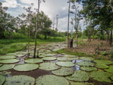 Peruvian Amazon Region, giant water lilies.