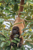 Peruvian Amazon Region, woolly monkeys in trees above the river.