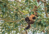 Peruvian Amazon Region, woolly monkeys having a snack.