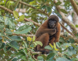 Peruvian Amazon Region, woolly monkey strikes a pose.