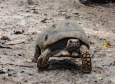 Peruvian Amazon Region, saving turtles