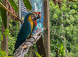 Peruvian Amazon Region, damaged birds - note the missing eye.
