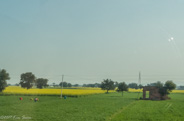 Delhi to Jaipur: finally in the countryside.  Huge mustard seed fields.