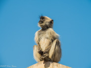 Jaipur: fort/palace monkeys everywhere.