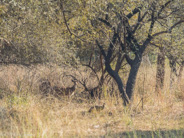 Ranthambhore: Our evening game drive to see a tiger.  First, antelopes.
