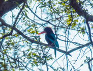 Ranthambhore game drive:  birds (Kingfisher?)