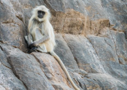 Ranthambhore game drive:  more monkeys.