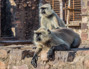 Ranthambhore Fort walkabout - and sometimes a little fierce.