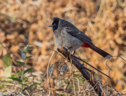 Ranthambhore Fort walkabout. Red-vented Bulbul (see the red under the tail).