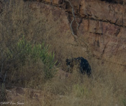 Ranthambhore game drive:  even a black bear, a very rare sighting.  Tigers?