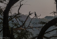 Ranthambhore morning game drive: cormorants