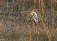 Ranthambhore morning game drive:  more beautiful birds, a Painted Stork.
