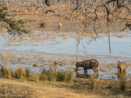 Ranthambhore morning game drive:  stand in the water to eat mossy grass.