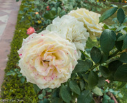 Ranthambhore: some amazing roses.