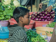 Varanasi:  Young boy helps with the fresh market distribution.